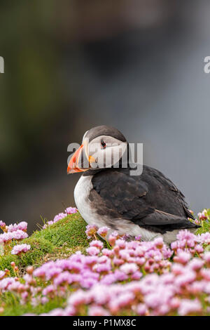 / Gemeinsame Papageitaucher Papageitaucher (Fratercula arctica) in Zucht Gefieder unter Meer Sparsamkeit Blumen auf einer Klippe in seabird Kolonie Stockfoto