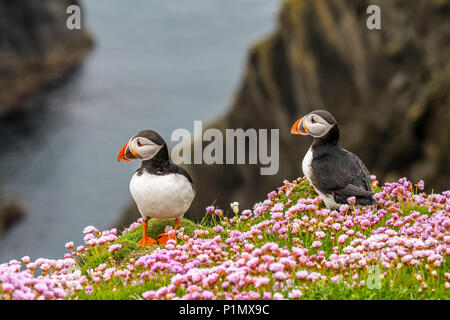 Zwei atlantischen Papageitaucher (Fratercula arctica) Zucht im Gefieder auf Klippe in seabird Kolonie in Sumburgh, Shetland Inseln, Schottland, Großbritannien Stockfoto