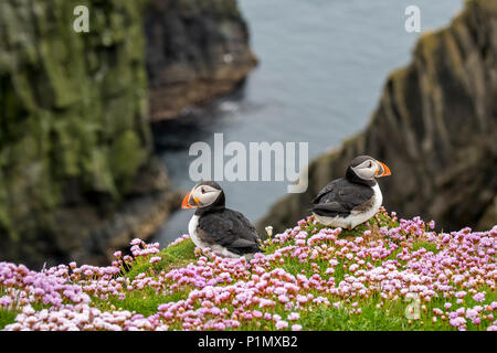 Zwei atlantischen Papageitaucher (Fratercula arctica) Zucht im Gefieder auf Klippe in seabird Kolonie in Sumburgh, Shetland Inseln, Schottland, Großbritannien Stockfoto