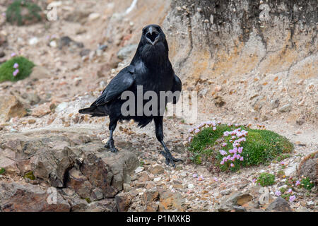 Kolkrabe/Northern Rabe (Corvus Corax) Aufruf von Sea Cliff entlang der schottischen Küste, Schottland, Großbritannien Stockfoto