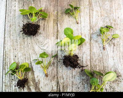 Ausschnitte aus einem pilea peperomioides oder Pfannkuchen Anlage auf einem hölzernen Hintergrund Stockfoto