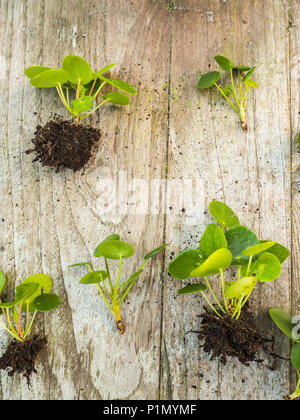 Ausschnitte aus einem pilea peperomioides oder Pfannkuchen Anlage auf einem hölzernen Hintergrund Stockfoto