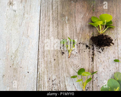 Ausschnitte aus einem pilea peperomioides oder Pfannkuchen Anlage auf einem hölzernen Hintergrund Stockfoto