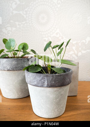 Drei pilea peperomioides oder Pfannkuchen Anlage (Urticaceae) auf einem Holztisch Stockfoto