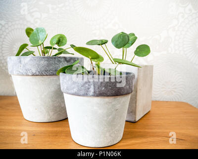 Drei pilea peperomioides oder Pfannkuchen Anlage (Urticaceae) auf einem Holztisch Stockfoto