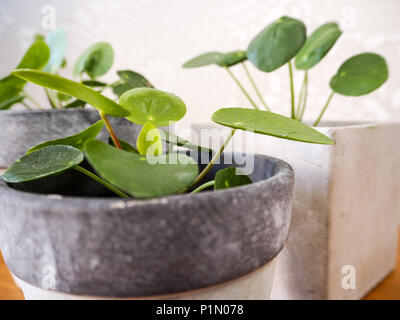 Pilea peperomioides oder Pfannkuchen Anlage (Urticaceae) Stockfoto