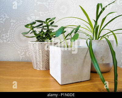 Junge pilea peperomioides oder Pfannkuchen Anlage (Urticaceae), Jade Anlage (crassula ovata) und Spider plant (chlorophytum comosum) auf einem Holztisch Stockfoto