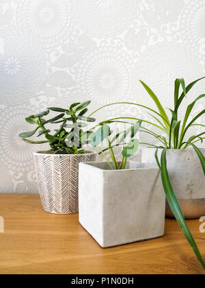 Junge pilea peperomioides oder Pfannkuchen Anlage (Urticaceae), Jade Anlage (crassula ovata) und Spider plant (chlorophytum comosum) auf einem Holztisch Stockfoto