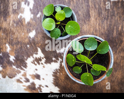 Zwei junge pilea peperomioides oder Pfannkuchen Anlage (Urticaceae) auf einem Teppich Stockfoto