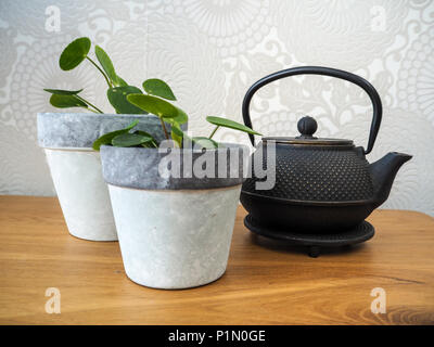 Junge pilea peperomioides oder Chinesische geld Anlage (Urticaceae) auf einem Holztisch Stockfoto