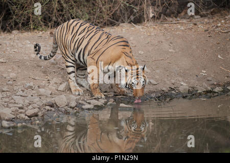 Bengal Tiger - Junior Indu's Sub Adult männliche Tiger Cubs Trinken aus einem Wasserloch Stockfoto