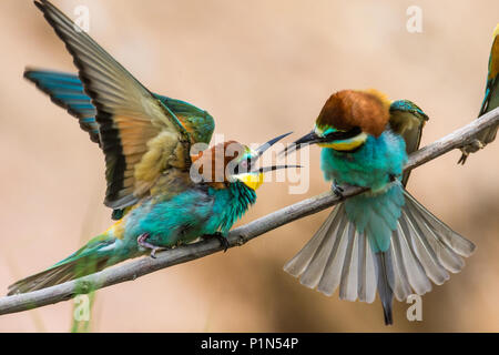 Bienenfresser Stockfoto