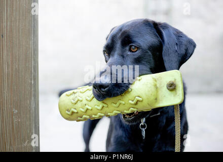 Ein schwarzer Labrador. Der Hund ist mit einem gelben gundog Dummy. Stockfoto