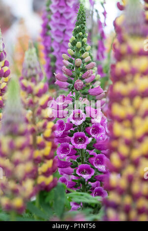 Digitalis purpurea 'almatian Purple'. Fingerhut "almatian Purple' auf einem Display eine Blume zeigen. Großbritannien Stockfoto