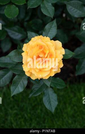 Rosa 'Golden Beauty'/Korberbeni. Cluster-blühenden Bush Rose Stockfoto