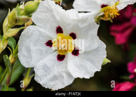 Eine gemeinsame Gummi Zistrosen (Cistus × cyprius) Blüte Stockfoto