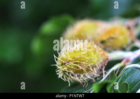 Soft-Spined Schale einer beechnut, die Frucht der Fagus sylvaticus, die europäische Buche Stockfoto