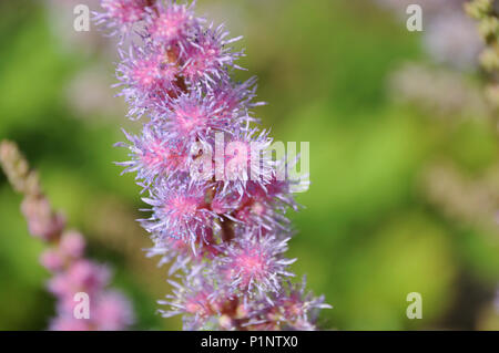 Feder wie Blüten der astilbe chinensis var.pumila, ein lila und rosa blühenden Garten Anlage Stockfoto
