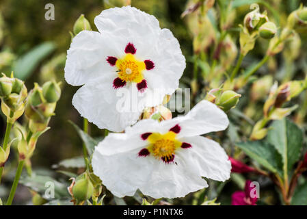 Gemeinsame Gummi Zistrosen (Cistus × cyprius) Blumen Stockfoto