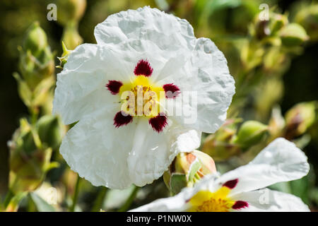 Eine gemeinsame Gummi Zistrosen (Cistus × cyprius) Blüte Stockfoto