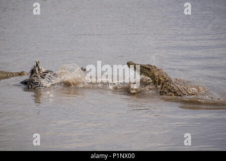 Krokodil essen Zebras im Krüger National Park, Südafrika Stockfoto