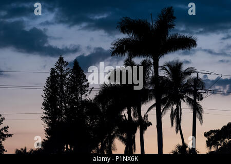 Silhouette von Palmen Blätter isoliert gegen Himmel in Siesta Key, Sarasota, Florida Suchen mit Rosa Orange Blau Himmel, Stromleitungen, Stockfoto