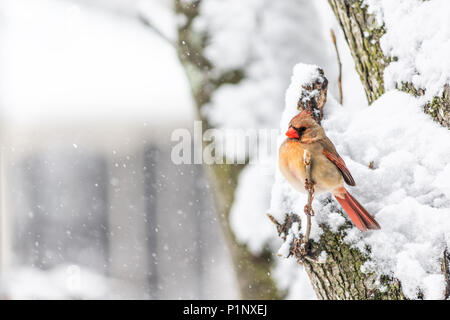 Eine weibliche Rot nördlichen Kardinal Seite Profil, Cardinalis, Vogel auf Ast bei schweren Winter Schnee bunt im Virginia Thronen sitzen, Flocken f Stockfoto