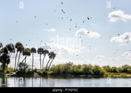 Viele Vögel fliegen im Himmel über Palmen und tiefes Loch berühmte Alligator See Teich in der Myakka River State Park, Sarasota, Florida Stockfoto