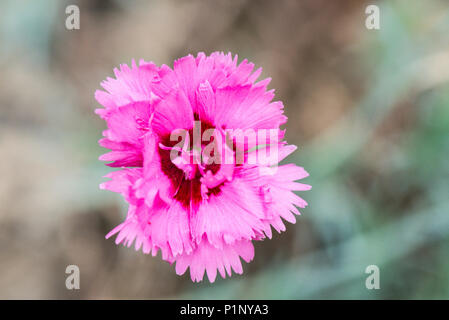 Die Blüte einer gemeinsamen Rosa (Dianthus plumarius) Stockfoto