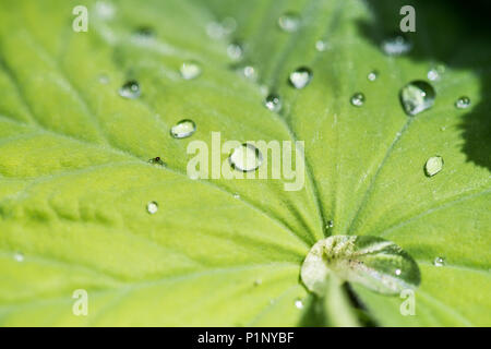 Wassertropfen auf den Blättern der Garten lady-Mantel (Alchemilla Mollis) Stockfoto