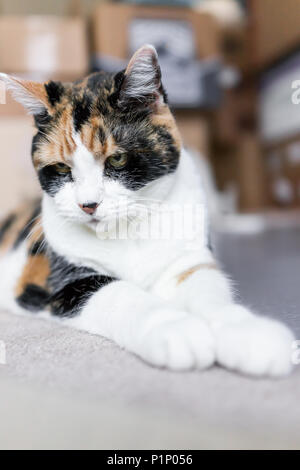 Nahaufnahme des traurigen Calico Katze liegend auf dem Boden im Zimmer mit traurigen Augen schaut unglücklich Vertikale wütend Stockfoto