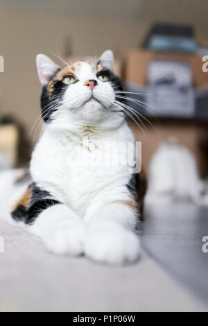 Nahaufnahme des Calico Katze liegend auf dem Boden in einem Raum mit großen Augen nach oben schauen, Vertikal, Hintergrund der Kartons Stockfoto