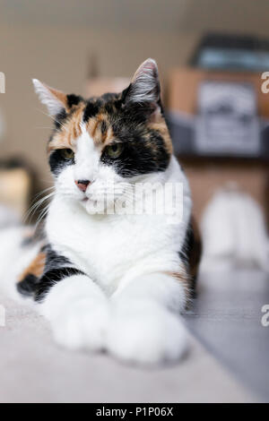 Nahaufnahme von einem traurigen Calico Katze liegend auf dem Boden im Zimmer mit traurigen Augen schaut unglücklich Vertikale wütend Stockfoto