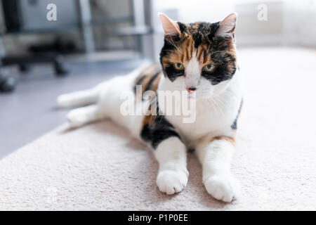 Nahaufnahme des traurigen Calico Katze liegend auf dem Boden im Zimmer mit traurigen Augen, unglücklich auf der Suche durch das Home Office Stockfoto