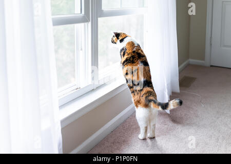Lustige Calico Cat lehnte sich auf fensterbank Fensterbank steht auf den Hinterbeinen trick beobachten zwischen Vorhänge Jalousien Außen Stockfoto