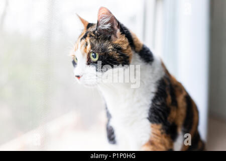 Weibliche niedlich neugierig Calico Cat closeup von Gesicht sitzen auf der Fensterbank Fensterbank Blick hinter die Vorhänge Jalousien Außen starrte Stockfoto