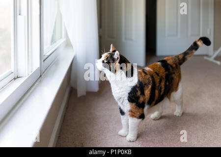 Weibliche Calico cat face Stellung durch Fensterbank suchen Vögel draußen beobachten Stockfoto