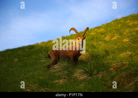 Männliche Alpensteinbock (Capra ibex) Stehend auf dem Gras beim Sonnenuntergang in der Schweiz Stockfoto