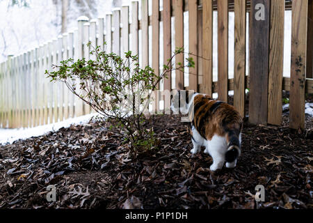 Calico Cat neugierig erkunden Haus Hinterhof unter Deck aus dunklem Holz, Garten, grüne Pflanze im Winter mit Schnee Stockfoto