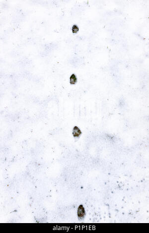 Nahaufnahme von Fuchs oder Hund Titel im Hinterhof des Hauses auf schneebedeckten Boden nach Blizzard white Storm in Virginia Vorort Stockfoto