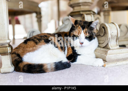 Wütend Calico Cat liegen unter dem Tisch auf dem Boden im Esszimmer mit unglücklich wütenden Blick, Grooming, Ohren zurück Stockfoto