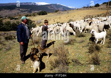 Alta Alpujarra, Hirten und Schafe; im Hintergrund: Sierrra Nevada Bergkette. Stockfoto