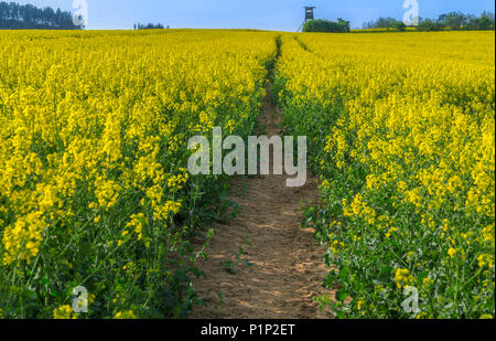 Sonnige Landschaft mit einem kleinen Pfad durch ein gelbes Feld mit blühenden Raps Kulturen, in der Nähe von Korycany Dorf, in der Tschechischen Republik. Stockfoto