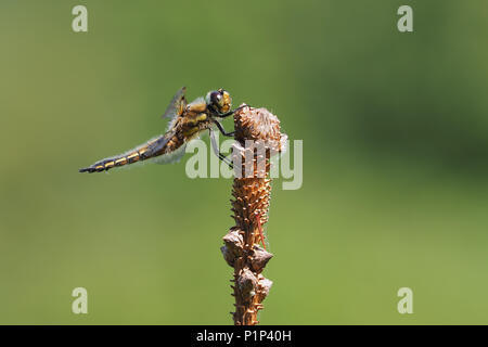 Vier Spotted Chaser Dragonfly (Libellula quadrimaculata) auf der Oberseite des jungen Baum im Lebensraum Moor thront. Tipperary, Irland Stockfoto