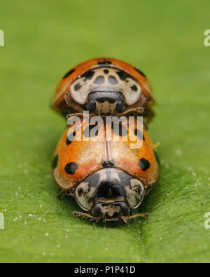 Vorderansicht der Paarung 10 Punkt Marienkäfer (Adalia decempunctata) auf Blatt. Tipperary, Irland Stockfoto