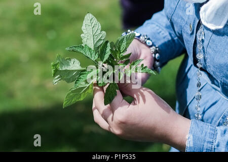 Gemeinschaft garten in Middlesbrough Stockfoto