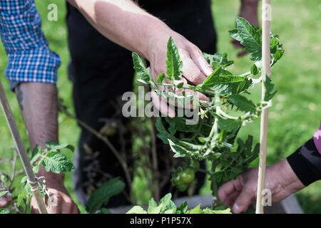 Gemeinschaft garten in Middlesbrough GROSSBRITANNIEN Stockfoto