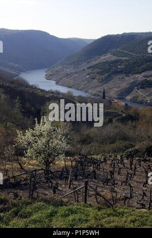 Ribeira Sacra; cañones del Río Sil y paisaje cerca de Cristosende. Stockfoto