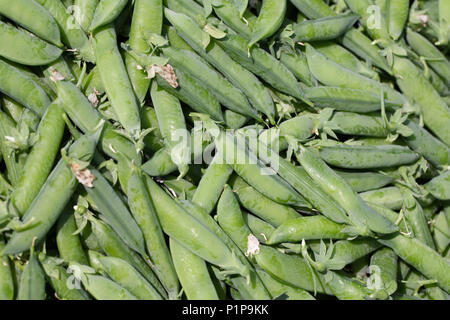 Pisum sativum. Erbsen 'Kelvedon Wonder'. Stockfoto