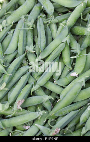 Pisum sativum. Erbsen 'Kelvedon Wonder'. Stockfoto